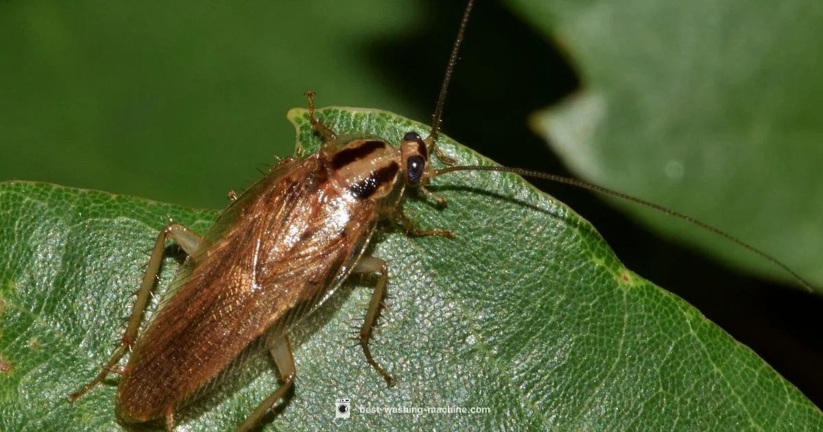 Roach Control with Washer - Best Washing Machine