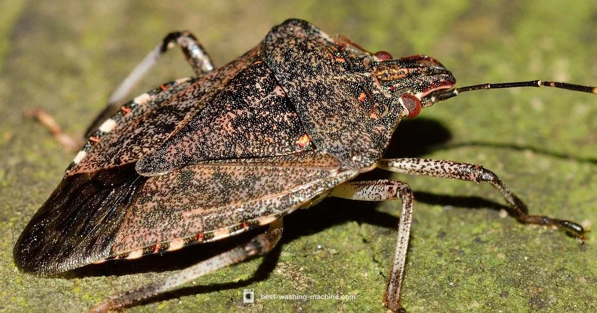 Bed Bug Laundry Heat - Best Washing Machine