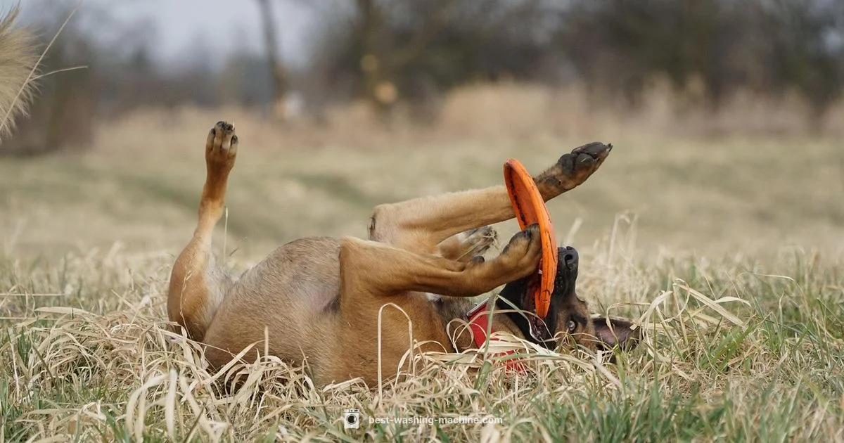 Pet-Friendly Washers - Best Washing Machine