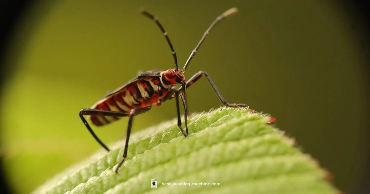 Bed Bugs and Laundry - Best Washing Machine