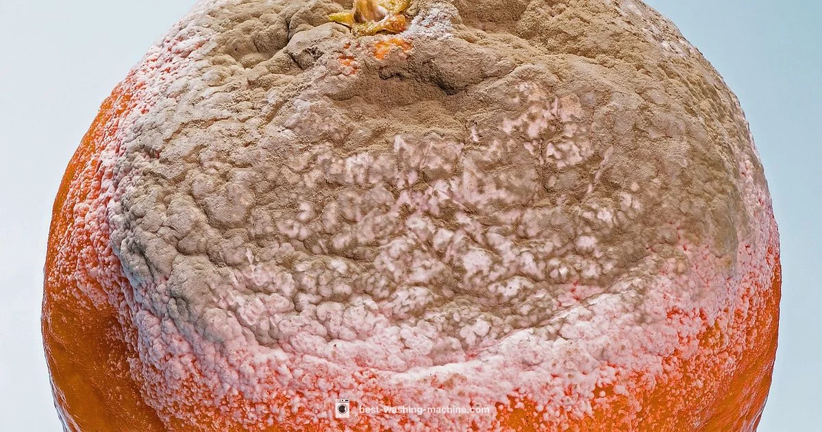 Mold Guide - Best Washing Machine