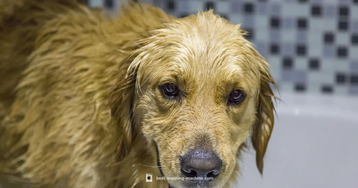 Washing Machine Agitator Dogs: Definition & Guide