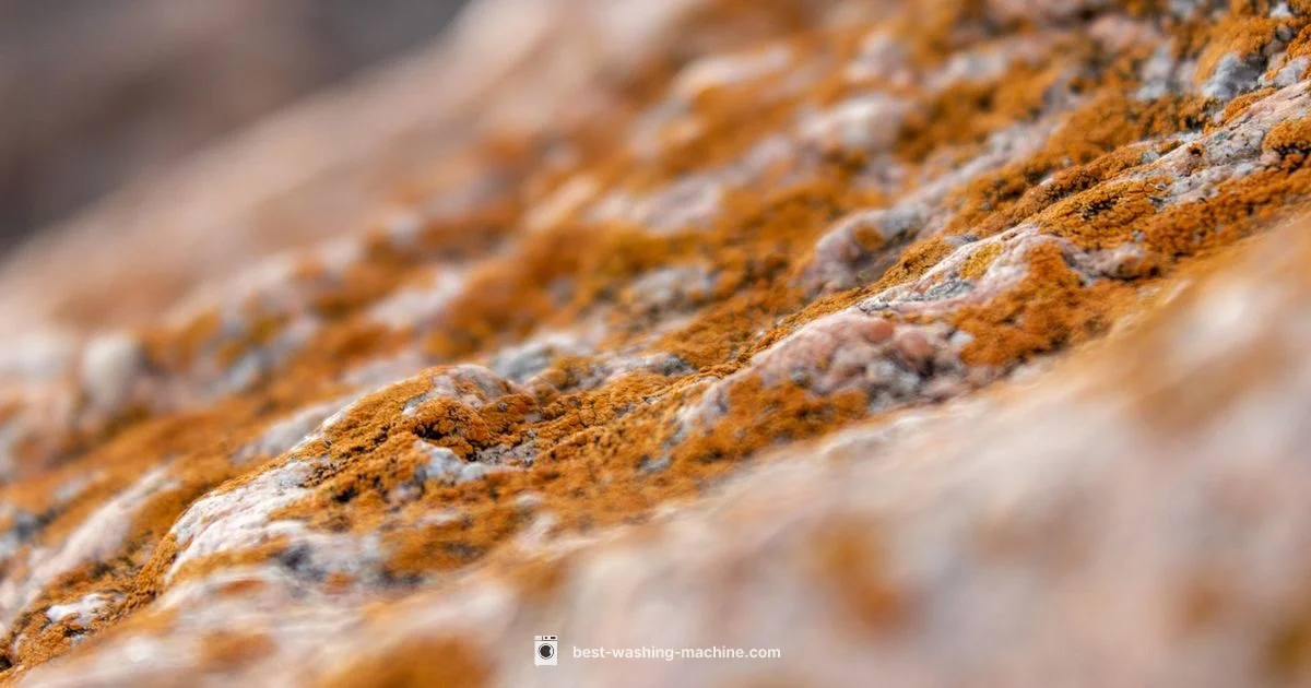 Mold-Free Washer - Best Washing Machine