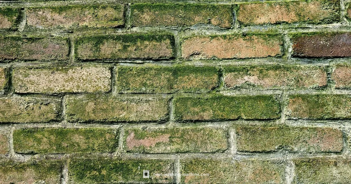 Front-Load Mold Fix Front-Load Mold Fix - Best Washing Machine