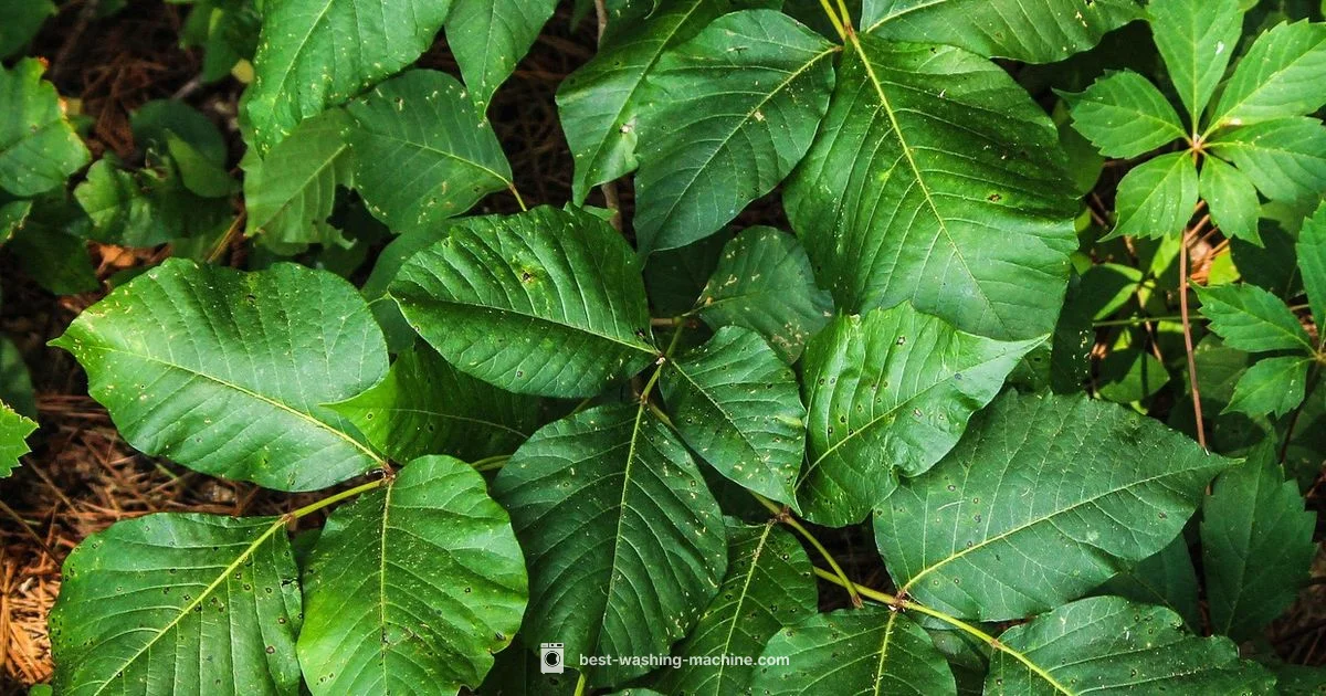 Urushiol Laundry Guide - Best Washing Machine