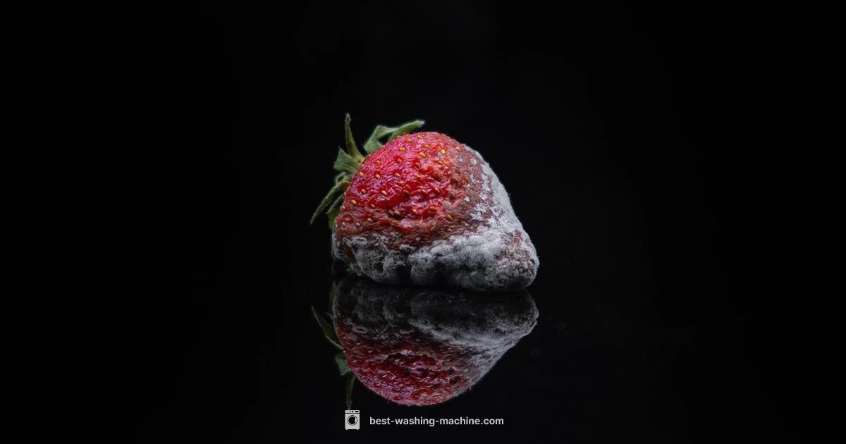 Mold-Free Laundry - Best Washing Machine