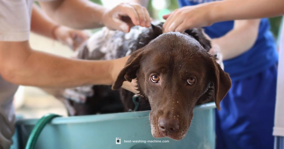 Pet Hair Clean Pet Hair Clean - Best Washing Machine