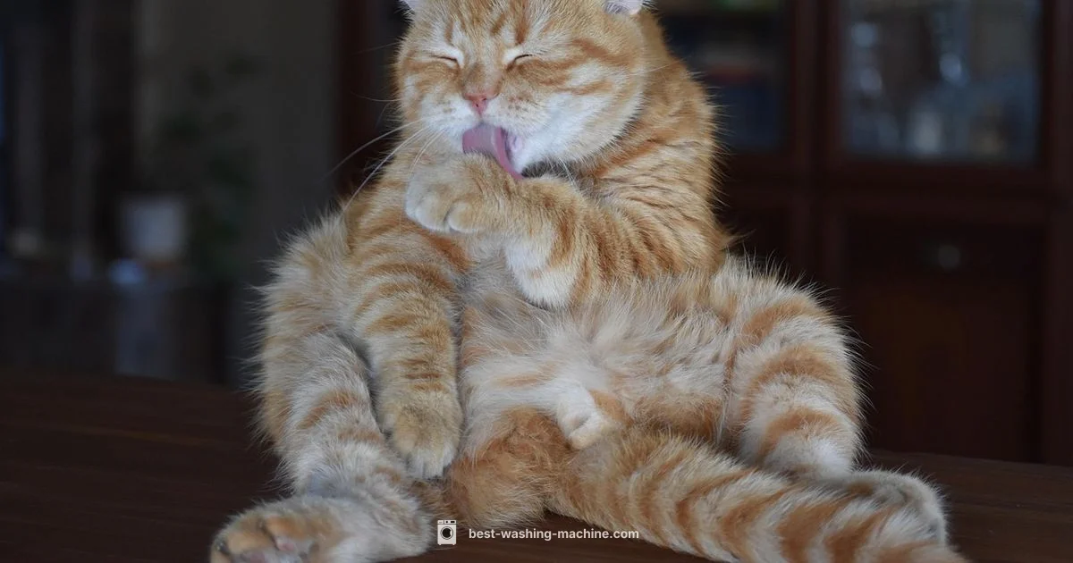 Washer Cat Safety - Best Washing Machine