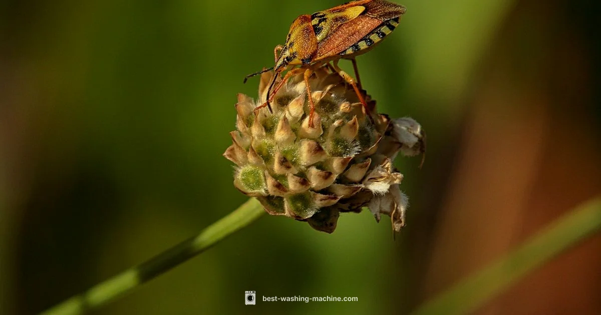 Bed Bug Laundry Bed Bug Laundry - Best Washing Machine