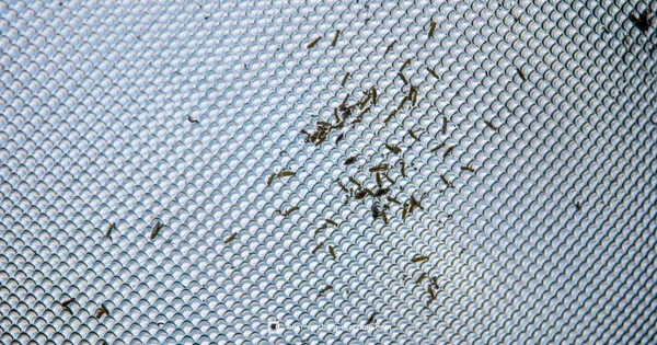 Lint Trap Guide - Best Washing Machine