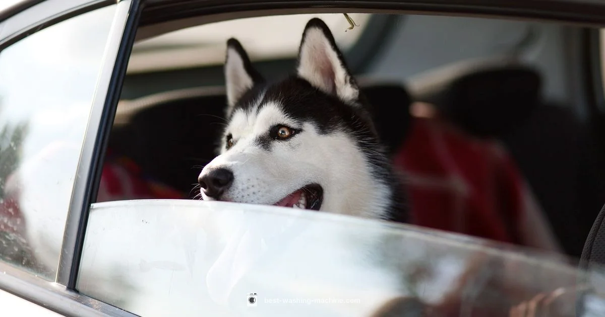 Dog Hair Solution - Best Washing Machine