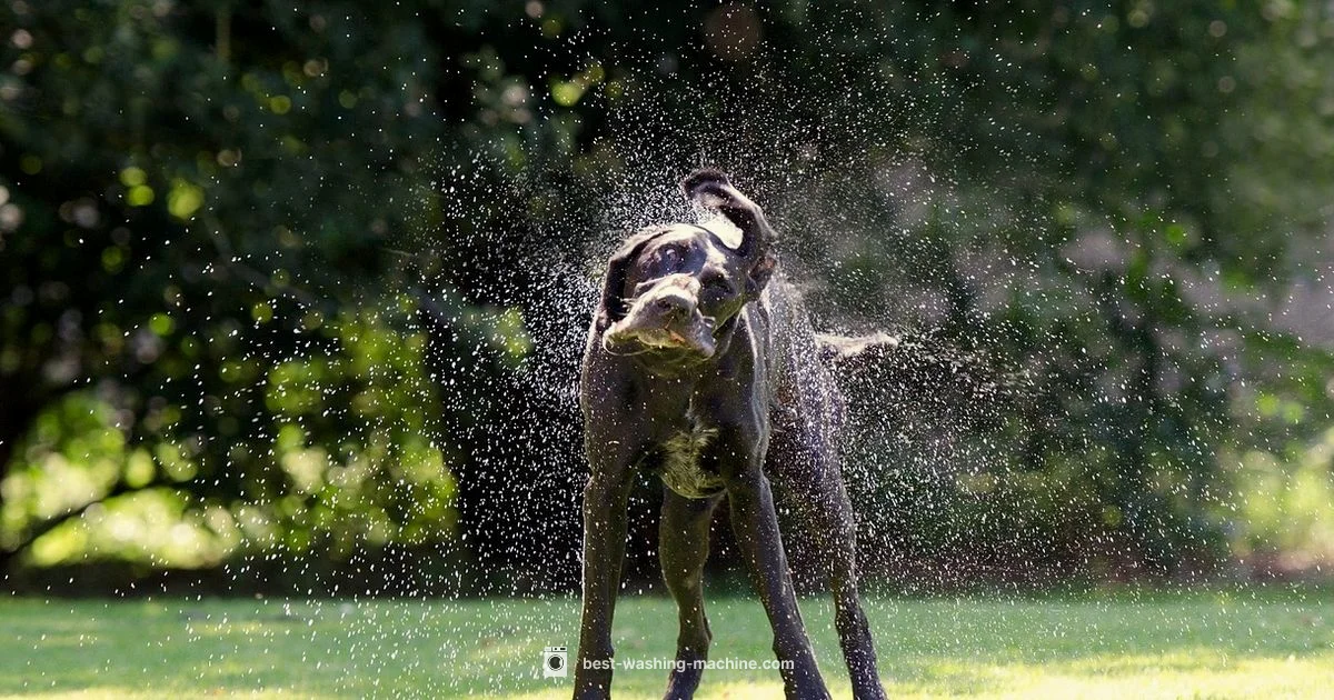 No Shake Washer - Best Washing Machine